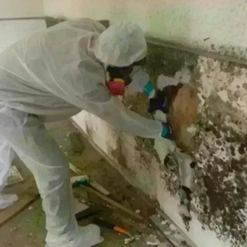 Mold Remediation and Removal in Warren, IN